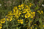 Common sneezeweed